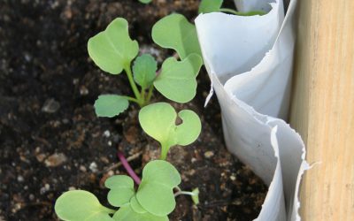 Cultivating Community