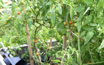 Urban Agriculture in New Brunswick